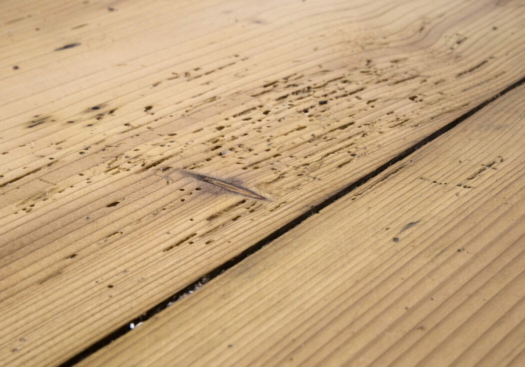 Woodworm Control Rotherham, Sheffield