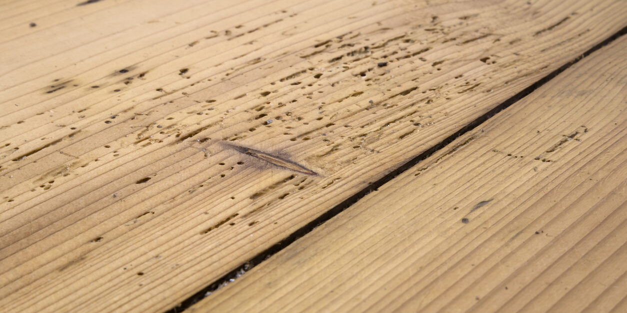 Woodworm Control Rotherham, Sheffield
